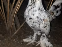 Japanese Bantam — photo 1
