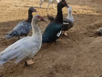 Ducks — फ़ोटो 3