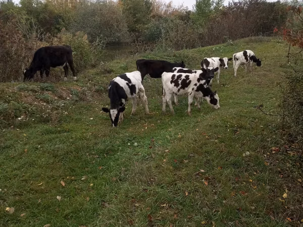 Bulle, Russian Black pied cattle