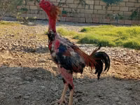 ऑस्ट्रेलियन पिट गेम फाउल — फ़ोटो 1