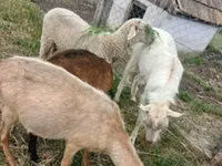 Widder, Merino sheep — Foto 1