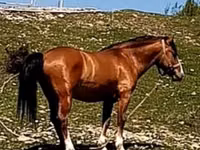 حصان, Karabakh horse — الصورة 3