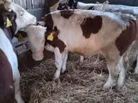 Bulle, Simmental cattle — Foto 2