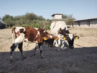 بقرة, Simmental cattle — الصورة 4
