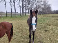 Horse (M), Hungarian horse breed — photo 5
