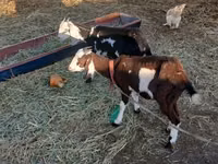 Goat, Beetal goats — photo 6