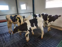 Bulle, Simmental cattle — Foto 4
