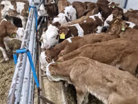 Toro, Simmental cattle — foto 1