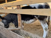 Bull, Belgian Blue — photo 3