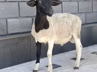 Хуц, Hissar sheep — 2 зураг