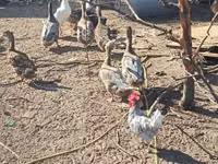 Ducks — 3 зураг