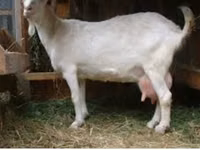 बकरा, Saanen goat — फ़ोटो 4