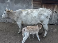 Kuh, Swiss cattle — Foto 3