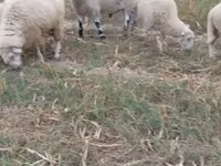 Carnero, Cerry Hill sheep — foto 2