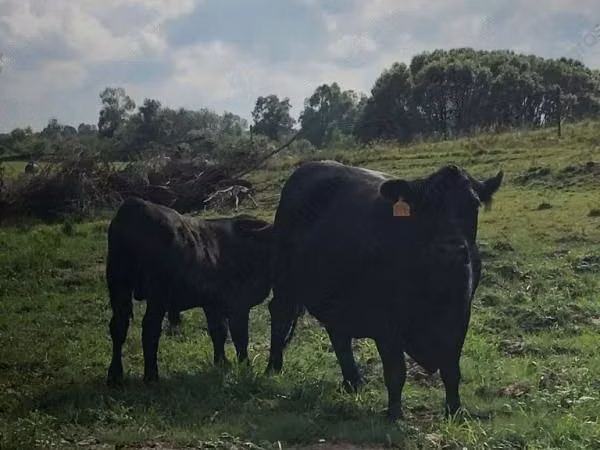 Үнээ, Swiss cattle