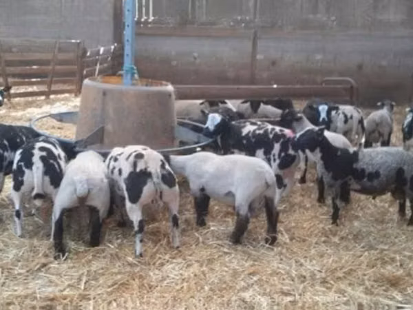 मेढ़ा, Zwartbles sheep