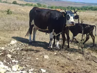 Cow, Holstein breed — photo 1