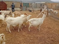 Ямаа, Saanen goat — 3 зураг