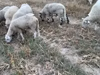 Carnero, Cerry Hill sheep — foto 3