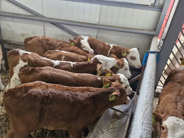 Bovinos (lote, sexo no especificado), Simmental cattle