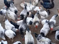 Chickens — फ़ोटो 4