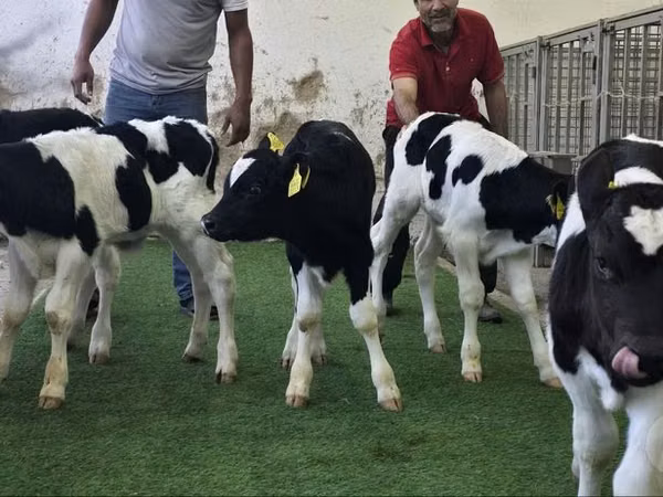 Cattle (batch, sex not specified), Russian Black pied cattle