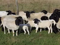 Хонь, Dorper sheep — 1 зураг