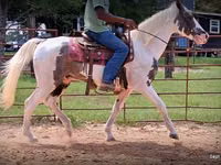 Horse (M), National Show Horse — photo 8