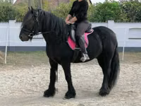 Адуу, Fell pony — 3 зураг