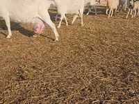 Ямаа, Saanen goat — 5 зураг