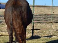 घोड़ी, Quarter Horse — फ़ोटो 3