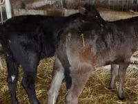 母牛, Limousin cow — 照片 1