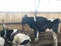 بقرة, Swiss cattle — الصورة 2