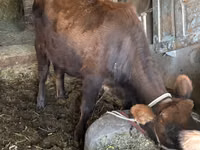 母牛, Cattle — 照片 2