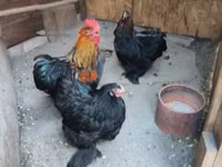 Chickens — photo 2