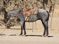 Адуу, Quarter Horse — 6 зураг