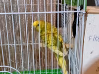 TECILI SATILIR!!! GOY RENG ERKEYDI 1 YAS YARIMLIQDI SARI RENG DISIDI 1 — фото 2