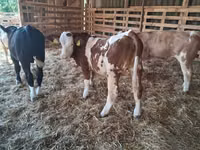 Bulle, Simmental cattle — Foto 1