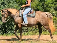 母马, Kentucky mountain daddle horse — 照片 8