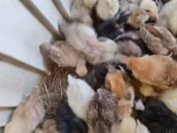 Ducks — फ़ोटो 6