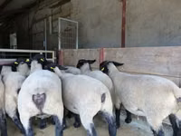 Oveja, White Suffolk sheep — foto 2