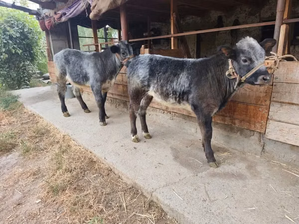 Bull, Swiss cattle