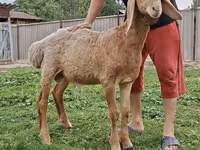 Widder, Arashan sheep — Foto 1