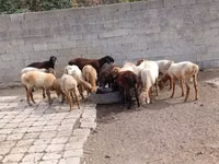 मेढ़ा, भेड़ — फ़ोटो 3