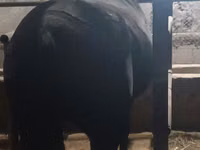 母马, Budyonny horse — 照片 5