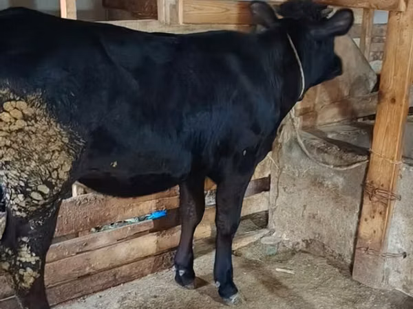母牛, Cattle