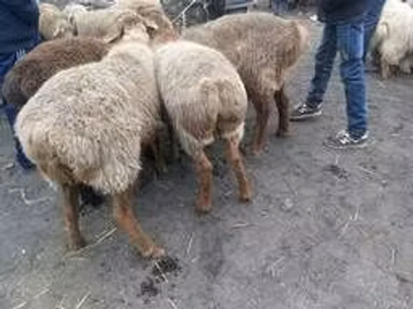 Хуц, Хонь