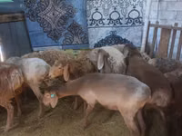 عنزة, الماعز — الصورة 5