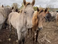 Horse (M), Horses — photo 2