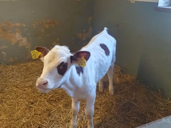 गाय, Simmental cattle